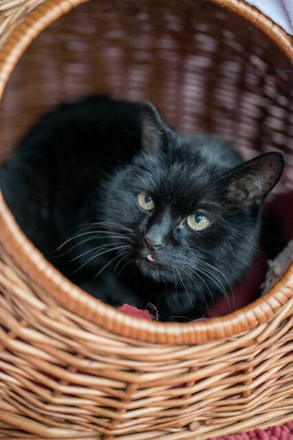 Kater Bello ist zwölf Jahre und sucht eine Bezugsperson. | Foto: Tierheim Pinzgau