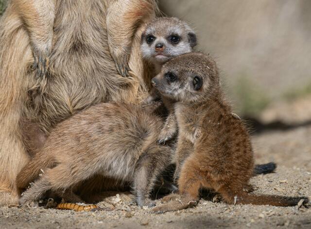 Der süße Erdmännchen-Nachwuchs im Zoo Schmiding in Krenglbach beginnt mit den ersten Sonnenstrahlen seine Umgebung zu erkunden. | Foto: Zoo Schmiding / Sterns