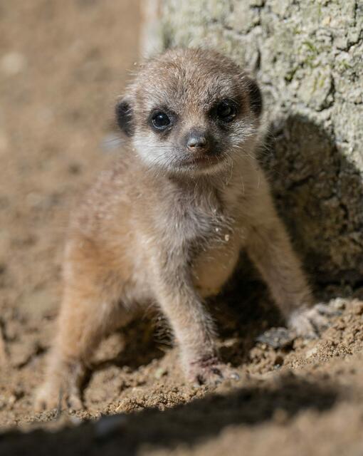 Foto: Zoo Schmiding / Sterns