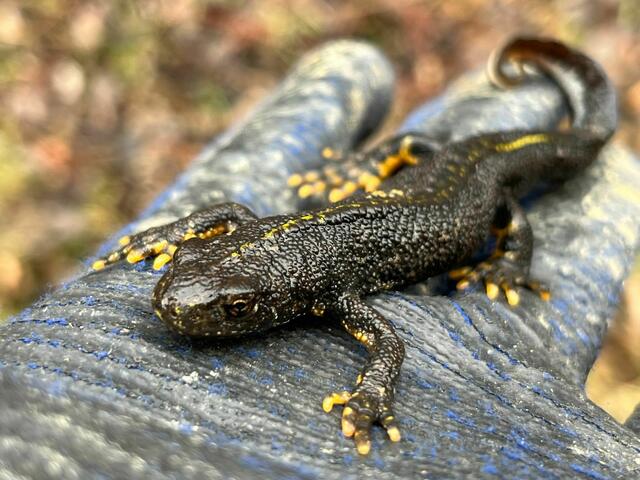 Ein sehr seltenes Exemplar ist der Alpenkamm-Molch. | Foto: Anna Kaufmann