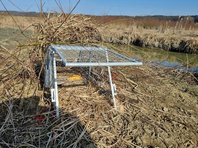 Die Biber beim Hochwasser-Schutzbecken werden derzeit gefangen und ausgesiedelt. | Foto: Anna Kaufmann