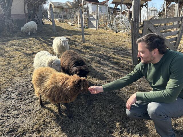 Martin Schechtner mit seinen Ouessantschafen, Zwergschaffe, die übrigens die kleine Schafrasse Europas ist 