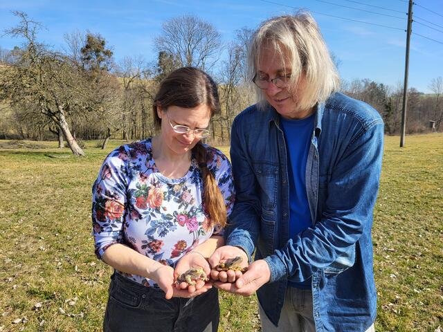 Engagierte Idealisten, wie hier die Krötenretter Doris Ackerl-Enzinger und Franz Rohrer, sind im Einsatz, um die die Todesgefahr für Ihre Schützlinge bei der Laichwanderung zu reduzieren. | Foto: Eckhart Herbe