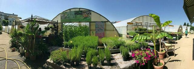 Die Klagenfurter Gärtnerei Toschkov war bis vor vier Jahren 80 Jahre lang am Benediktinermarkt mit einem Gemüsestand vertreten. | Foto: Gärtnerei Toschkiv/Handler
