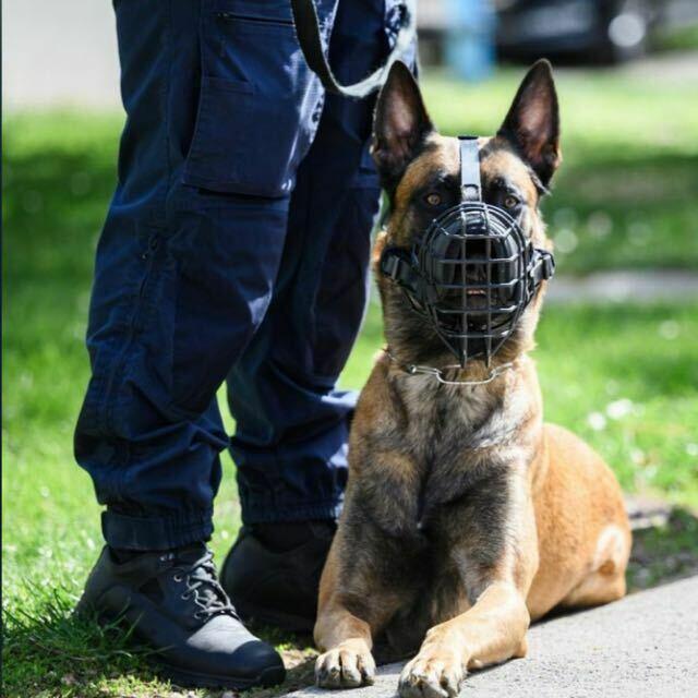 Edraque schnappte dank seiner guten Spürnase, einen mutmaßlichen Einbrecher.  | Foto: LPD Wien