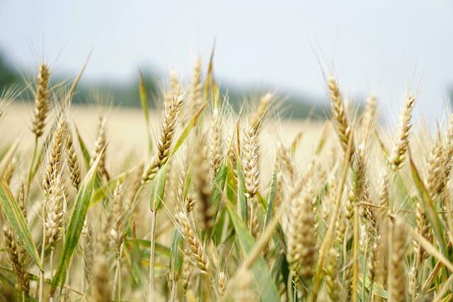 Mit 82 Prozent der Stimmen sicherte sich der Bauernbund erneut die klare Mehrheit in der Landwirtschaftskammer Niederösterreich. | Foto: pexels