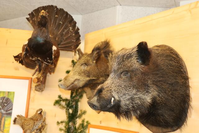 Foto: Johann Schleich