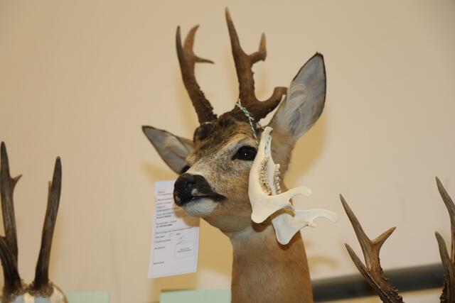 Foto: Johann Schleich