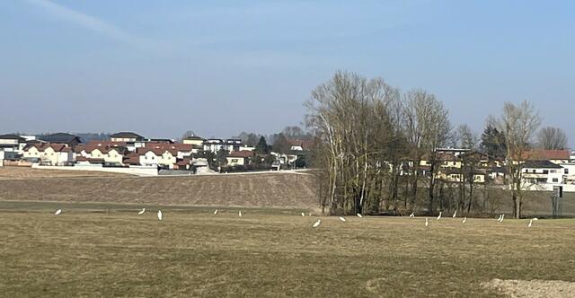 Foto: Inge Ratzenböck