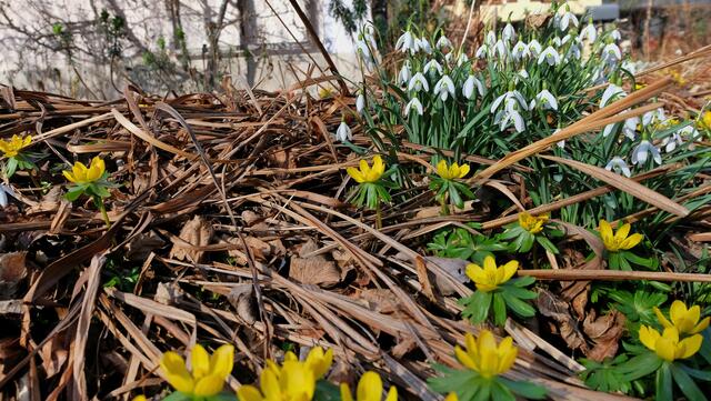 Die heimische Blumenwelt freut es: Niederschläge waren in den letzten Tagen und Wochen die Ausnahme | Foto: Moresco