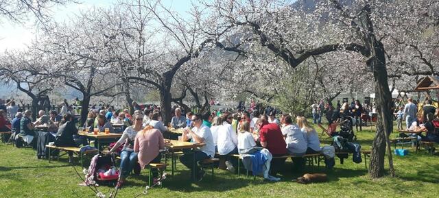 Das Marillenblütenfest in Arnsdorf | Foto: Auer