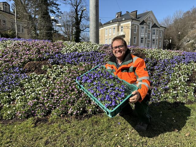 Mit Bellis, Goldlack, Stiefmütterchen und Vergissmeinnicht in unterschiedlichsten Farben verwandeln die Salzburger Stadtgärtner die Stadt in ein blühendes Blütenmeer. Im Bild: Wilfried Ristits, Obergärtnermeister für den Stadtteilbereich Ost | Foto: Lisa Gold
