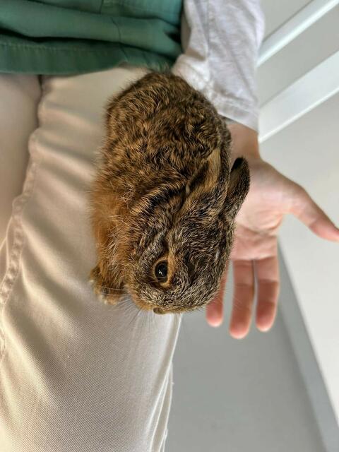 In der Tierarztpraxis Steinerkirchen wird ein Junghase derzeit aufgezogen und auf seine Auswilderung vorbereitet. Doch dieser war wirklich verletzt. Bitte sonst Hasenkinder sitzen lassen.
 | Foto: Seifert