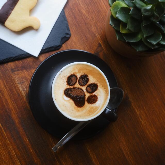Das Katzencafé in der Kandlgasse 35 muss mit Ende April temporär schließen. Die Wiedereröffnung ist ein Jahr später, im Frühjahr 2026, geplant.  | Foto: Barista Cats