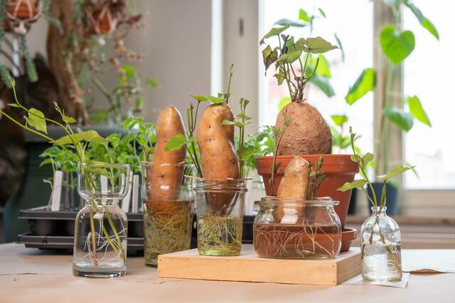 Vorziehen der Pflanzen: Die wärmeliebenden Süßkartoffeln sind als Gemüse im Garten voll im Trend. | Foto: Adobe Stock