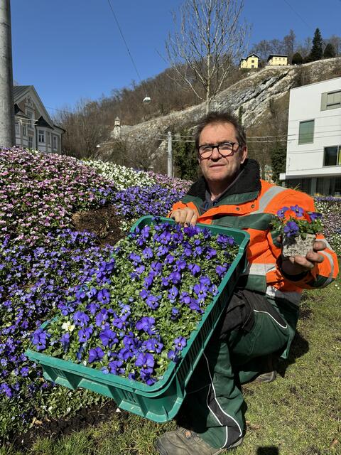 Mit Bellis, Goldlack, Stiefmütterchen und Vergissmeinnicht in unterschiedlichsten Farben verwandeln die Salzburger Stadtgärtner die Stadt in ein blühendes Blütenmeer. Im Bild: Wilfried Ristits, Obergärtnermeister für den Stadtteilbereich Ost | Foto: Lisa Gold