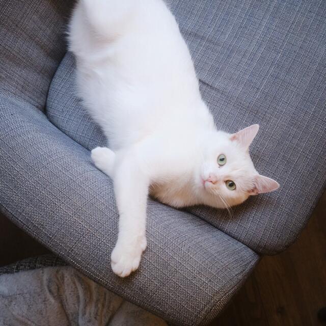 Im Lokal tummeln sich Katzen neben Menschen. Hier wird ein sozialer und tierschützerischer Ansatz verfolgt. Dieser soll nach der Wiedereröffnung noch stärker in den Fokus rücken.  | Foto: Barista Cats