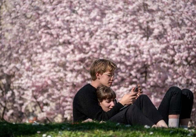 Mit dem Frühlingserwachen blüht und sprießt es überall in Wien. Ein besonders eindrucksvoll schönes Naturschauspiel stellt wohl die japanische Kirschblüte dar. Auf dem Bild der Kirschbaum im Stadtpark. (Archiv) | Foto: JOE KLAMAR / AFP / picturedesk.com