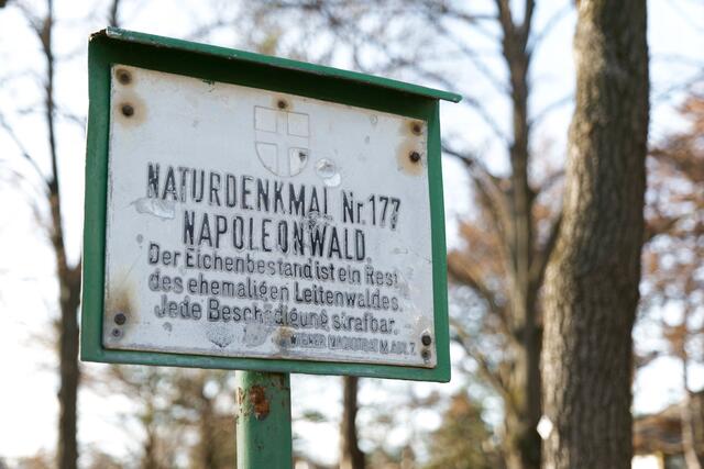 Wo hört das Naturdenkmal auf, wo fängt es an? Dies ist nicht die einzige Frage zum Napoleonwald, die das Gericht beschäftigt.  | Foto: Max Spitzauer/MeinBezirk