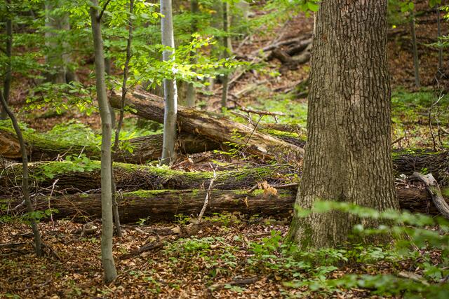 Ein dauerhaft hohes Totholzvorkommen weist auf sehr naturbelassene Wälder hin, wie sie etwa in den Kernzonen des Biosphärenpark Wienerwald zu finden sind. | Foto: BPWW/N. Novak