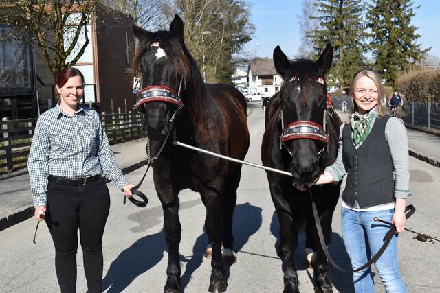 74 Pferde aller Rassen und Größen wurden am Marktplatz den Preisrichtern und den vielen Besuchern vorgeführt und bewertet.  | Foto: Gemeinde Riedau