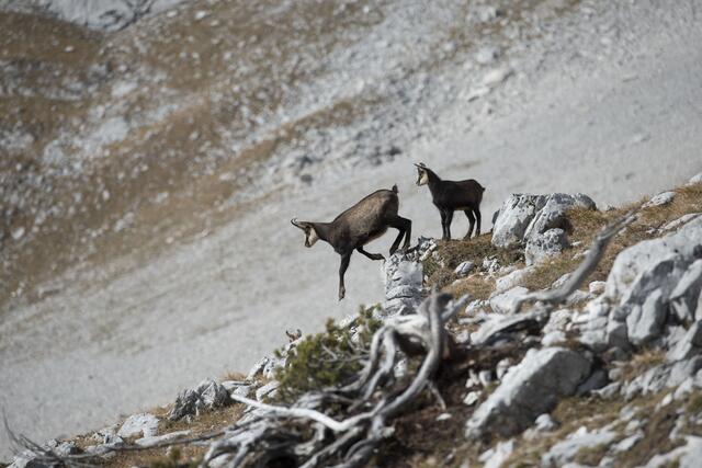 Neben Pflanzenarten, wie Enzianen und Orchideen, leben viele Tierarten in den Kalkkögeln, wie beispielsweise Gämse, Grünspechte und Raufußkauze. | Foto: Tiroler Schutzgebiete