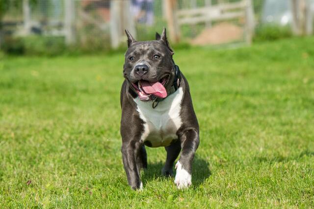 Für Rassen mit großer Beisskraft, wie den American Stafford Terrier, gelten strengere Regeln.  | Foto: Panthermedia/infinityyy