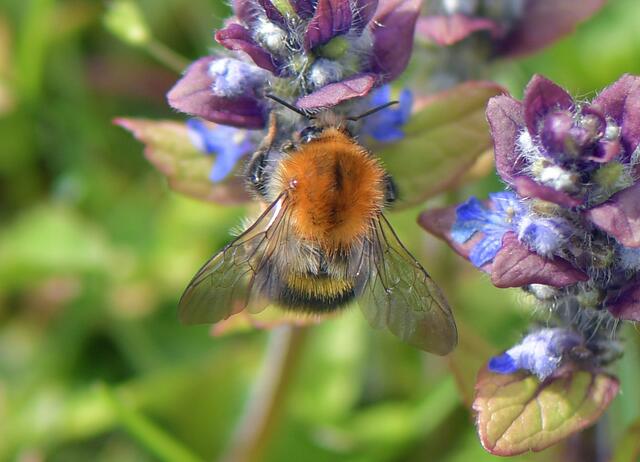Bombus pascuorum - Ackerhummel