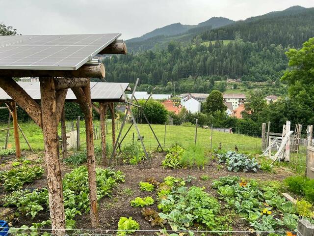 Es wächst und gedeiht: Der Versuchsgarten im letzten Sommer. | Foto: Schechtner