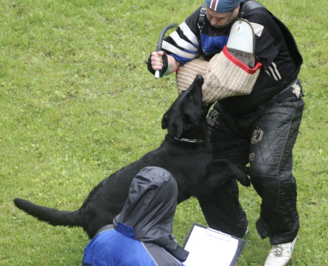 Ab dem 15. April dieses Jahres tritt in Österreich das Verbot des Beiß- und Angriffstrainings für privat gehaltene Hunde in Kraft. | Foto: SVÖ Wörthersee
