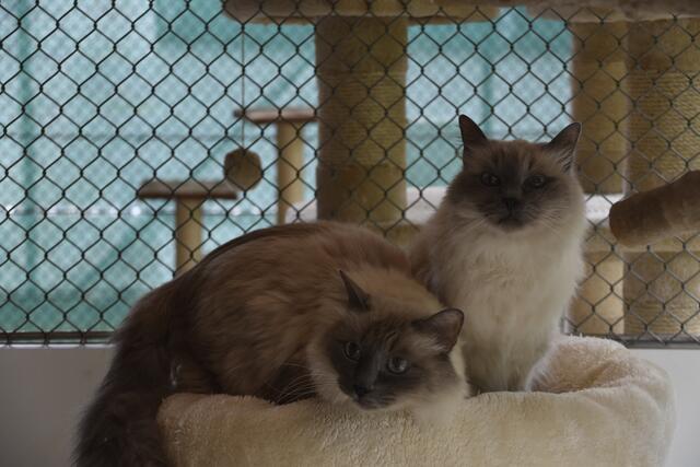 Ronja und Lucy werden nur gemeinsam vermittelt. | Foto: Fabienne Gruber