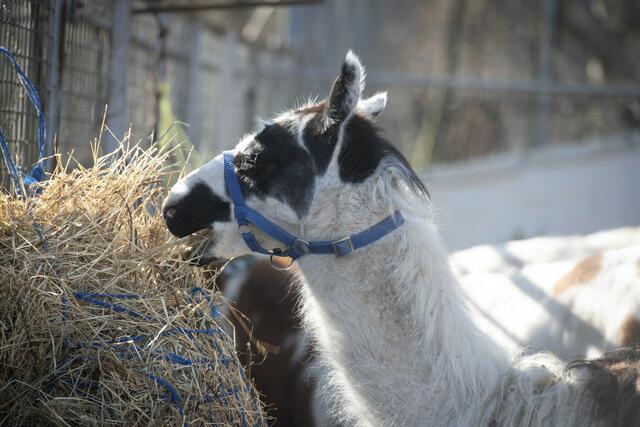 Derzeit lebt Edie auf einer Koppel im Tierheim zusammen mit Schafen, Gänsen und Kälbern. | Foto: Tierschutz Austria/M. Aschauer