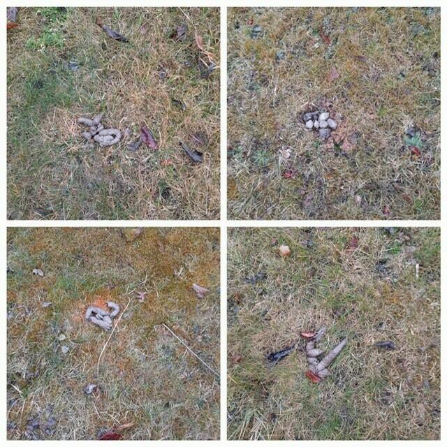 Bilder sagen mehr als 1.000 Worte: die Häufchen-Situation in Grafenbach. | Foto: privat