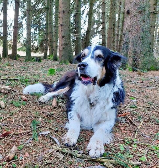 Wer hat Coco gesehen? | Foto: Privat