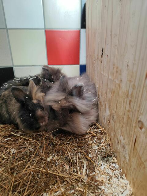 Mavis und ihre Kleinen suchen einen Platz zum Spielen und Ankommen. | Foto: Arche Wels