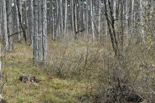 Trockenes Unterholz im Frühjahr. | Foto: Preineder