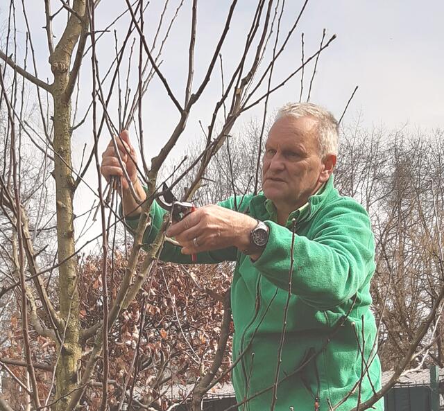 Fachgerechter Baumschnitt fördert Wachstum und Ernte. | Foto: Wilhelm Frickh