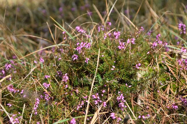 Der Frühling naht. | Foto: Preineder