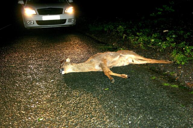 In Elmen und Elbigenalp ereigneten sich Wildunfälle, bei denen die Fahrer weiterfuhren. Die Polizei sucht nun nach Zeugen. | Foto: fotolia/TA Craft Photography (Symbolbild)