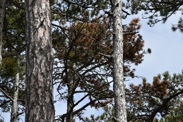 Braune Stellen am Baum. | Foto: Preineder