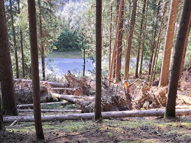 In den Tulfer Wäldern wurden bereits rund 10.000 Festmeter Schadholz aufgearbeitet, doch die Arbeiten gehen noch weiter. | Foto: Wolf
