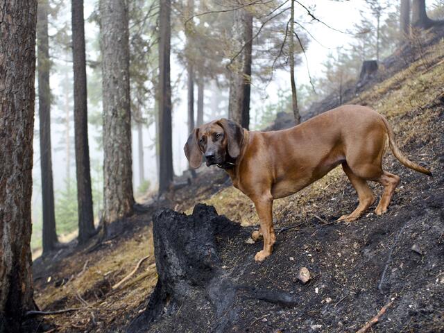 Der Waldbrand am Obersberg hinterließ viel zerstörte Natur. | Foto: Santrucek