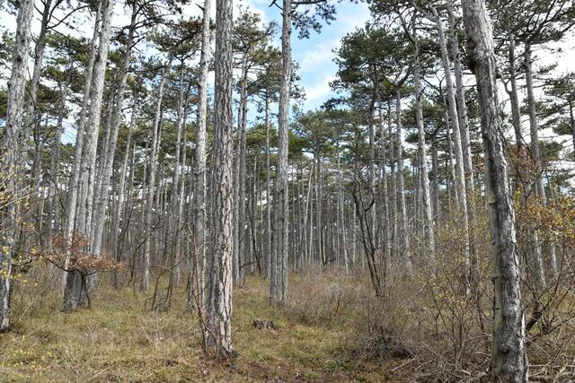 Die Schwarzkieferwälder sind brandgefährlich, der Unterwuchs kann leicht brennen. | Foto: Preineder