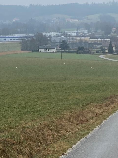 Acht Silberreiher sind regelmäßig in Neumarkt zu beobachten, weiß Rudolf Humer. | Foto: Humer