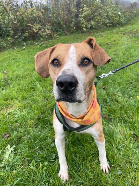 Lucy | Foto: Pfotenhilfe