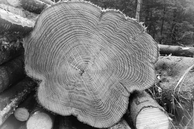 Eine duftende *HOLZSTAMM-BLUME*