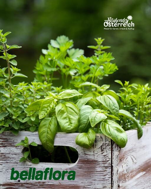 Wer ist am kreativsten und erfindet das ultimative Kräuterbeet to go? Das will Bellaflora wissen. | Foto: Messe Wels
