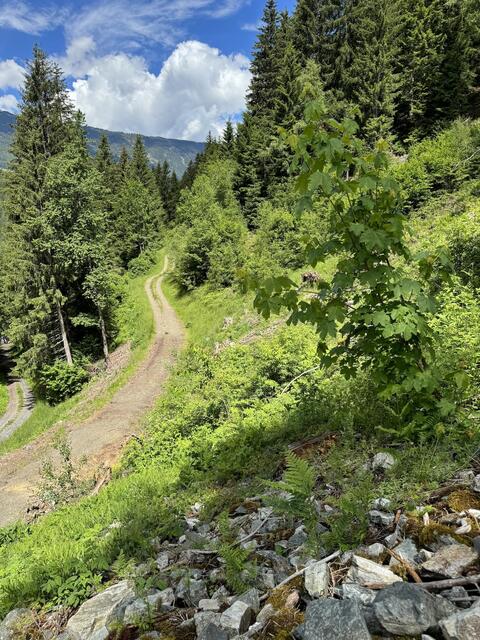 Mischbaumarten wie der Ahorn werden gefördert, um den Waldumbau voranzutreiben. | Foto: Tree.ly