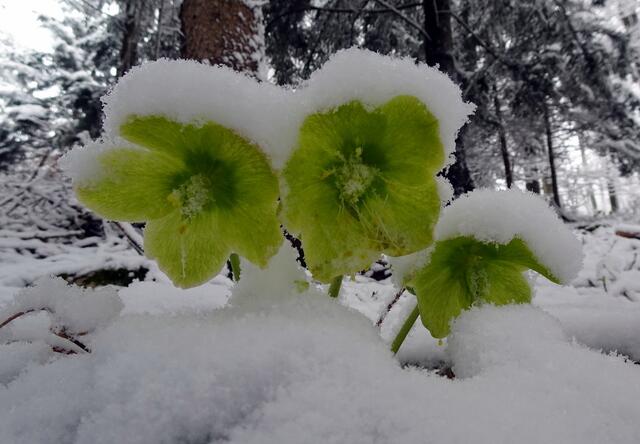 Grüne Schneerosen