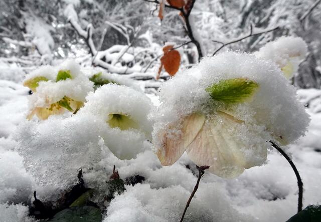 Die Schneerosen sind gut eingepackt.